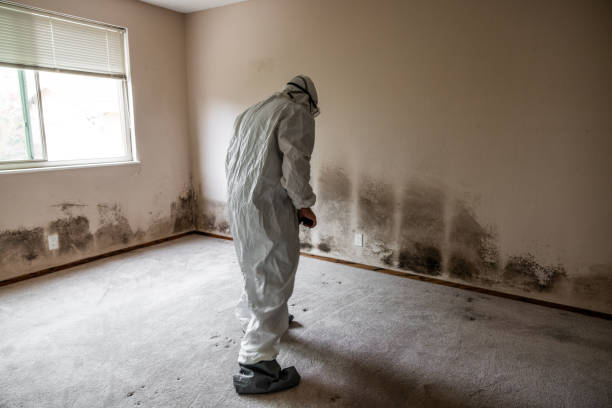 Best Black Mold Remediation in Garden View, PA