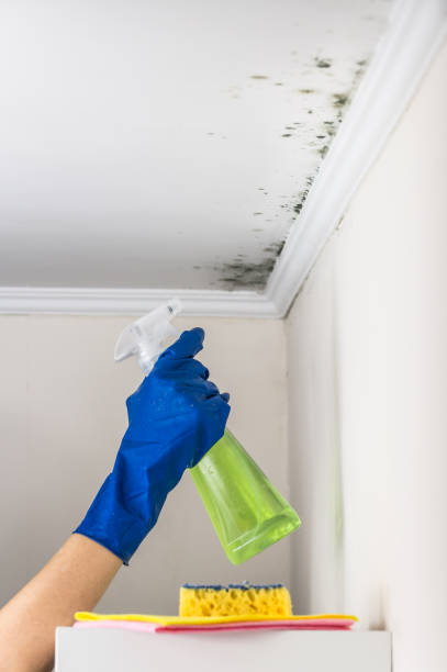 Best Residential Mold Remediation in Garden View, PA